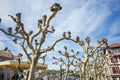 Deciduous trees at Place Louis XIV in Saint Jean De Luz