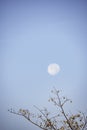 Deciduous trees and seeds on the tree Background Moon in daylight On the bright sky Royalty Free Stock Photo
