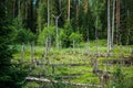 Deciduous trees in a swamp surrounded by forest