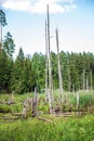 Deciduous trees in a swamp surrounded by forest