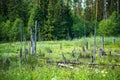 Deciduous trees in a swamp surrounded by forest