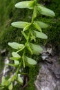 Pterocarya stenoptera C. DC