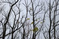 Deciduous trees and yellow leaves