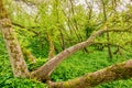 messy broken trees in green forest Royalty Free Stock Photo