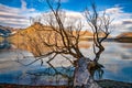Deciduous willow tree growing out of the water at the edge of Lake Wakatipu Royalty Free Stock Photo