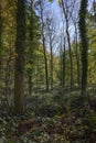 Deciduous woodland, Gloucestershire, England