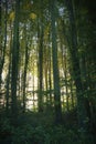 Deciduous woodland, Gloucestershire, England