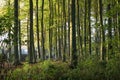 Deciduous woodland, Gloucestershire, England