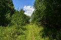Deciduous woodland. Path through the forest. Green grass. blue sky Royalty Free Stock Photo