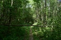 Deciduous woodland. Path through the forest. Green grass. In the shade Royalty Free Stock Photo