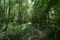 Deciduous woodland. Path through the forest. Green grass. In the shade Royalty Free Stock Photo