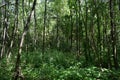 Deciduous woodland. Path through the forest. Green grass. In the shade Royalty Free Stock Photo