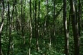 Deciduous woodland. Path through the forest. Green grass. In the shade Royalty Free Stock Photo