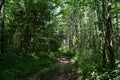 Deciduous woodland. Path through the forest. Green grass. In the shade Royalty Free Stock Photo