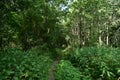 Deciduous woodland. Path through the forest. Green grass. In the shade Royalty Free Stock Photo