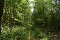 Deciduous woodland. Path through the forest. Green grass. In the shade Royalty Free Stock Photo