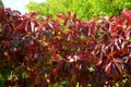 This deciduous woody creeper has three-lobed, later undivided, green glossy leaves, which turn crimson red in autumn. The flower i