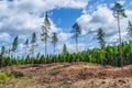 Decimated deforested hillside