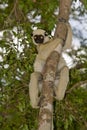 Decken's Sifaka Royalty Free Stock Photo