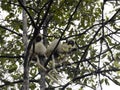 Decken`s Sifaka, Propithecus deckenii, sits high in the branches and feeds on leaves. CingÃ Â­ Bemaraha. Madagascar