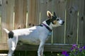 Decker Rat Terrier on alert Royalty Free Stock Photo