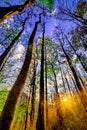 Declduous Dipterocarp Forest with sunset Royalty Free Stock Photo