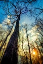 Declduous Dipterocarp Forest with sunset Royalty Free Stock Photo