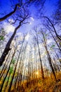 Declduous Dipterocarp Forest with sunset Royalty Free Stock Photo