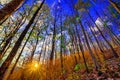 Declduous Dipterocarp Forest with sunset Royalty Free Stock Photo