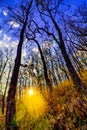 Declduous Dipterocarp Forest with sunset Royalty Free Stock Photo