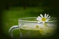 Decoction with the chamomile Royalty Free Stock Photo