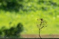 A decomposed tree leaf and a cobweb against a green unfocused background Royalty Free Stock Photo