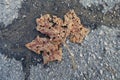 Decomposing Brown Leaf on Pavement