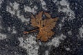 Decomposing brown tree leaf on the concrete in autumn color photo.