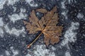 Decomposing brown tree leaf on the concrete in autumn color photo.