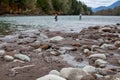 Decomposing dead chum salmon line the riverbank in the fall as they run up stream to spawn in the Squamish River