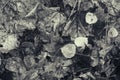 Decomposing Fall Leaves - Black and White Royalty Free Stock Photo