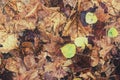 Decomposing Fall Leaves - Vintage, Faded Royalty Free Stock Photo