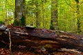 Decomposing fallen tree with mushrooms and beech and fir tree trunks Royalty Free Stock Photo