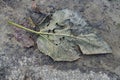 Decomposing Green Leaf on Dirt Background