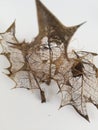 Delicate filigree veins of decomposed leaves