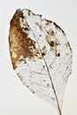 Decomposing leaf resulting in leaf skeleton, white background Royalty Free Stock Photo