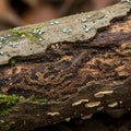 A decomposing log is covered in various types of fungi and lichens. The surface Royalty Free Stock Photo