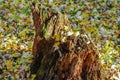 A Decomposing Old Stump With Vibrant Autumn Leaves