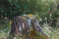 Decomposing rotting stump with moss growth