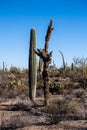 Decomposing Saguaro Cactus Stands Near Healthy Cactus