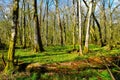 Decomposing tree trunk on the ground of Krakov old-growth swamp wetland forest