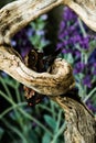 Decomposition of a butterfly eaten by ants