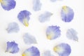 Deconstructed Purple Iris Petals Royalty Free Stock Photo