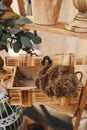 Decor in a rustic stele at a wedding. In a wooden box is a dry unusual flower. Selective focus Royalty Free Stock Photo